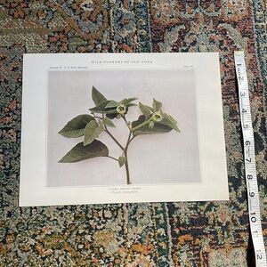 🖤 5/$25 Antique Botanical Plant Print Original over 100 years old Vintage